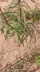 Hieracium umbellatum filifolium
