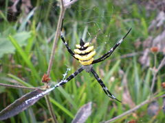 Argiope coquereli