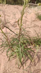 Hieracium umbellatum filifolium
