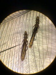 Columbicola columbae