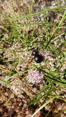 Xylocopa californica californica
