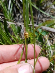 Carex umbellata