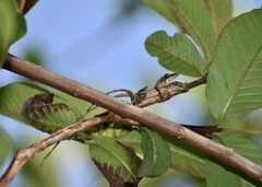 Anolis rejectus
