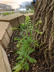 Lepidium