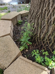 Lepidium