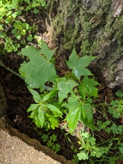 Acer platanoides