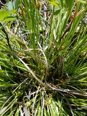 Carex umbellata