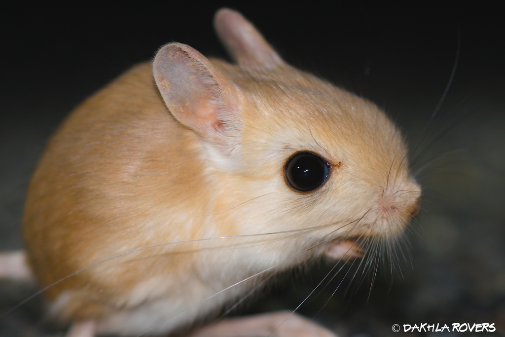 Bipidal Insect Bipedal Mouse
