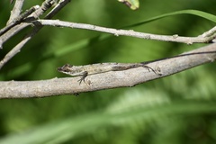 Anolis rejectus