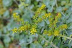 Sedum spathulifolium