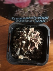 Gymnocalycium
