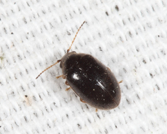 Contacyphon obscurus