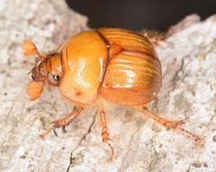 Bolbocerosoma farctum