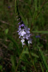 Verbena simplex