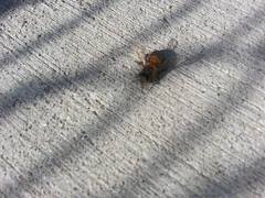 Apis mellifera
