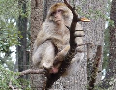 Macaca sylvanus
