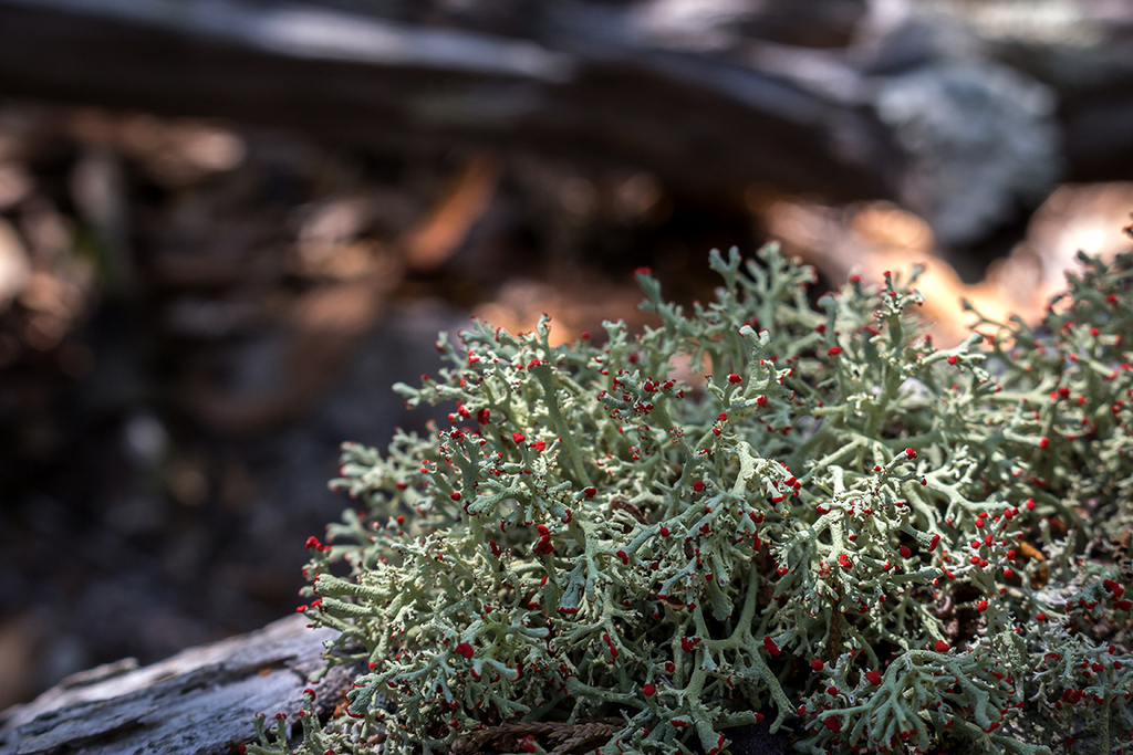 Jester Lichen