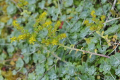 Sedum spathulifolium