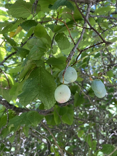 Prunus mexicana