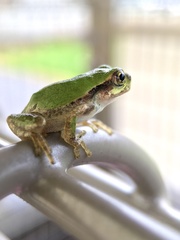 Hyla japonica