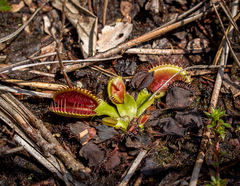 Dionaea muscipula