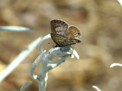 Leptotes marina