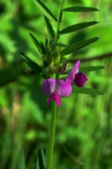 Vicia sativa nigra