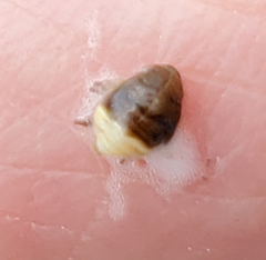 Clastoptera saintcyri