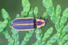 Pyractomena angulata