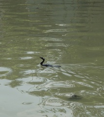 Microcarbo niger
