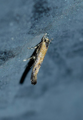 Coccidiphila danilevskyi