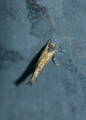 Coccidiphila danilevskyi