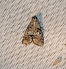 Pococera maritimalis