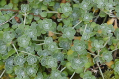 Sedum spathulifolium