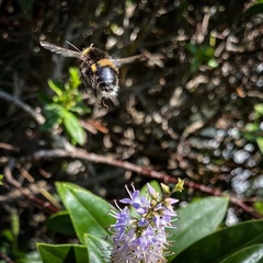 Bombus