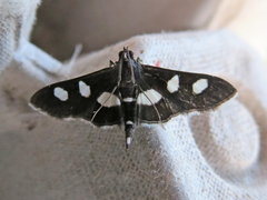 Desmia funeralis