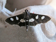 Desmia funeralis