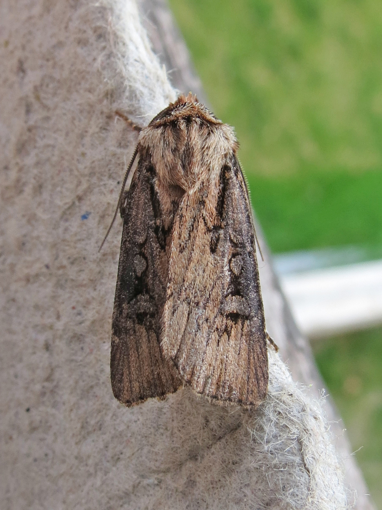 Oblique Dart
