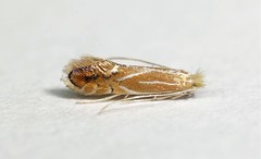 Phyllonorycter basistrigella