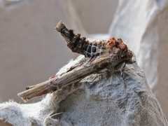 Marathyssa basalis