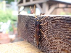 Urocerus flavicornis