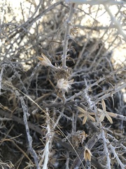 Tetradymia spinosa