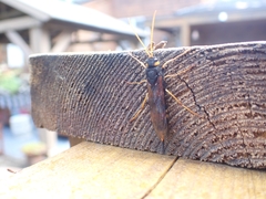 Urocerus flavicornis