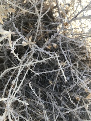 Tetradymia spinosa