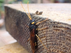 Urocerus flavicornis