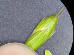 Bromus commutatus