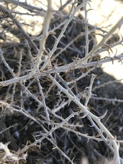 Tetradymia spinosa