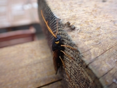 Urocerus flavicornis