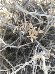 Tetradymia spinosa