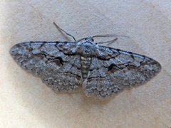 Iridopsis vellivolata